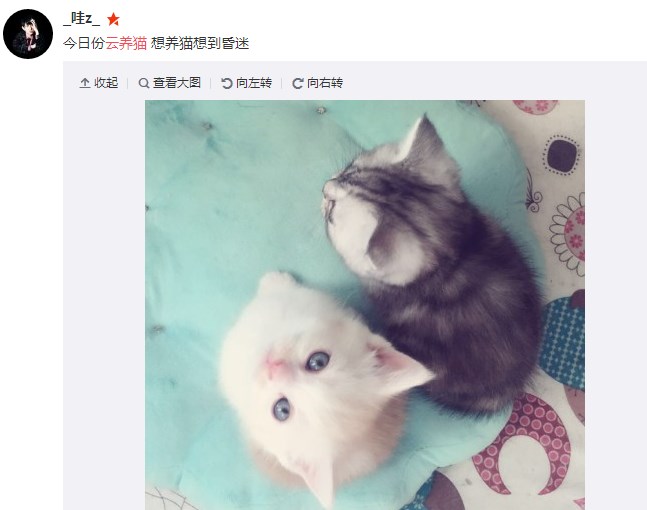 有沒有云養貓app下載貓咪
