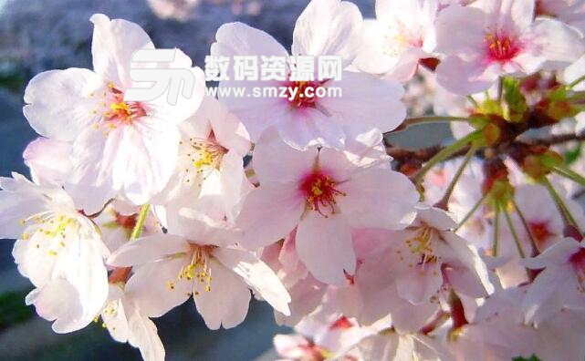 女生千萬不要學日語