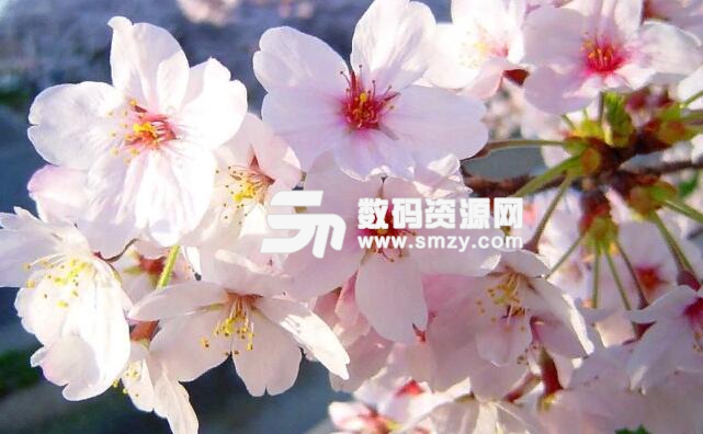 如何自己學習日語
