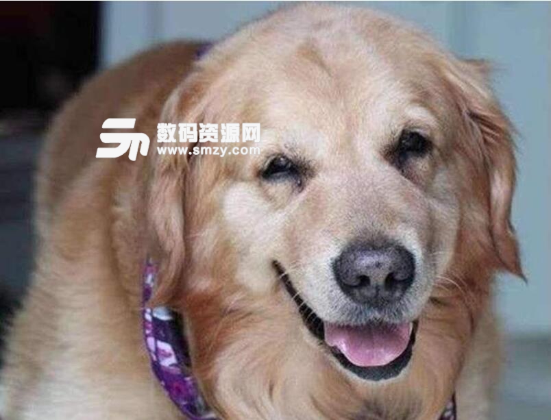 狗語翻譯器是真的嗎介紹