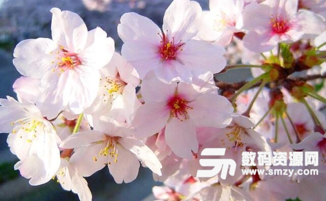 五十音圖
