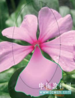 Flash cs3教程：仿真藝術設計1.13――漸變填充實現寫實效果的技巧_中國教程網