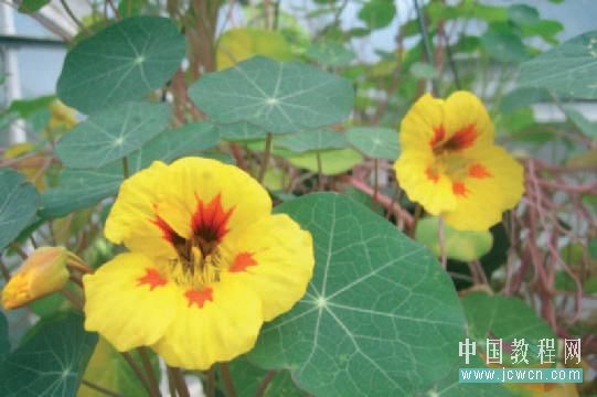 Flash cs3仿真藝術設計3.6：運用遮罩打造焦點效果_中國教程網