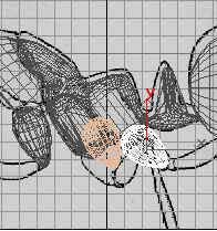 深入了解3DMAX建模技術--螞蟻實例（下）