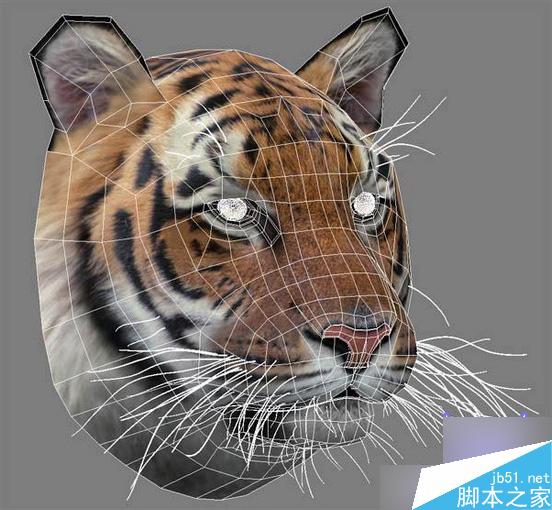 3dsmax制作超逼真的老虎  武林網 3dsmax教程