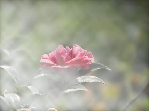 模擬霧天