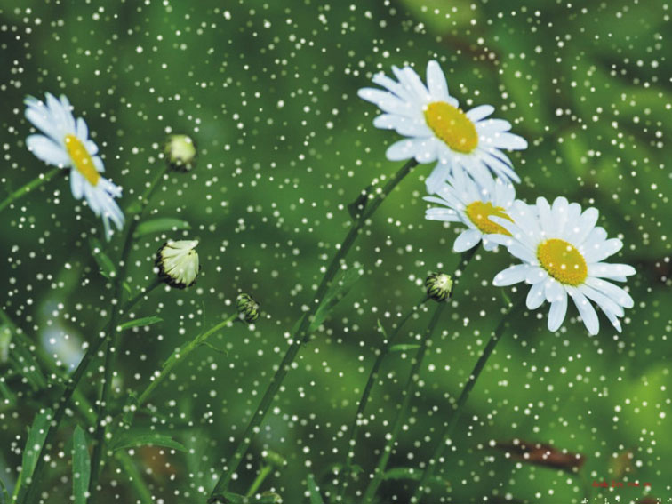 CDR快速打造下雨效果 武林網 CDR實例教程