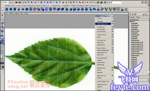 用maya制作逼真的樹葉 武林網 MAYA建模教程