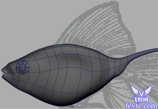 Maya 制作魚的模型 武林網 MAYA入門教程