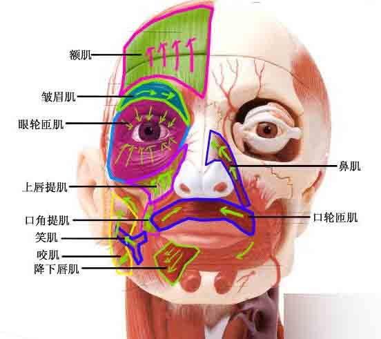 MAYA人頭布線 武林網 MAYA建模教程