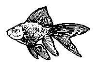 Maya 制作魚的模型 武林網 MAYA入門教程