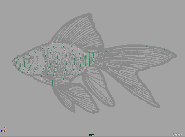 Maya 制作魚的模型 武林網 MAYA入門教程