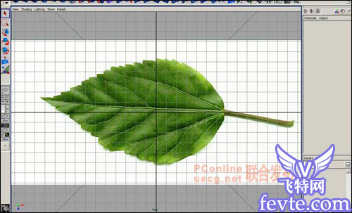 用maya制作逼真的樹葉 武林網 MAYA建模教程