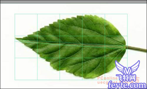 用maya制作逼真的樹葉 武林網 MAYA建模教程
