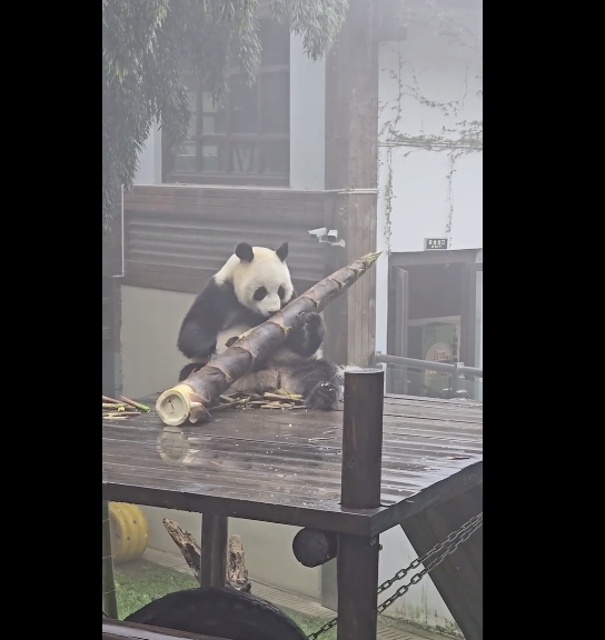 大熊貓吃筍整出了扛炮筒的架勢 熊貓：我吃得很少一根竹筍就夠了