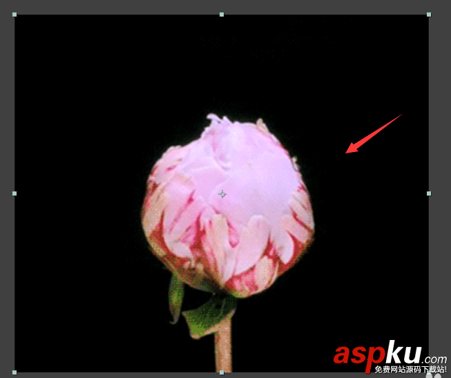 AE,動畫