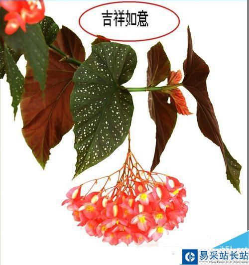 怎么樣用光影魔術手給圖片添加文字？