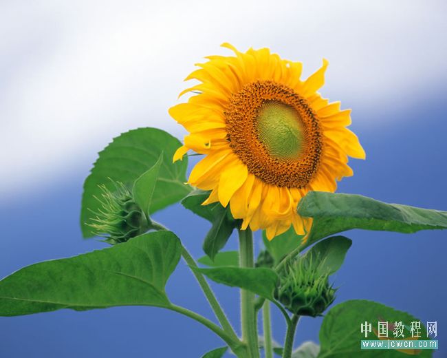 photoshop教程：做花卉水彩畫