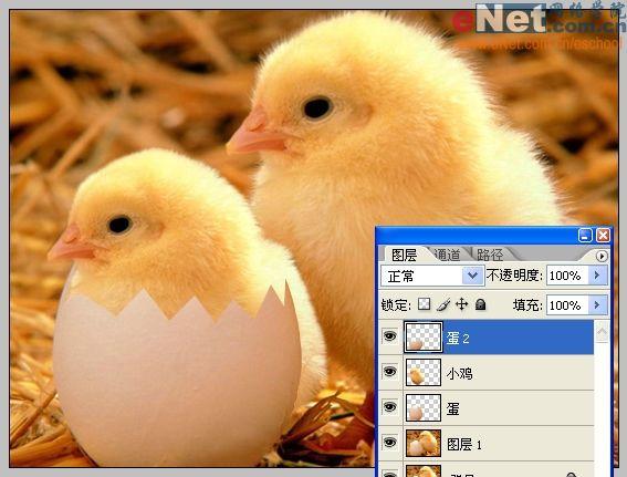 photoshop合成“蛋殼里的小雞”_網頁設計webjx.com轉載(2)