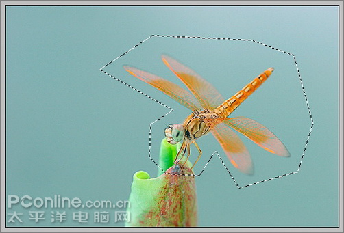 photoshop cs3教程：蜻蜓落荷花動畫