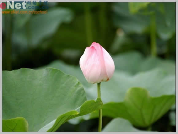 photoshop與ir打造荷花盛開動畫_網頁設計轉載