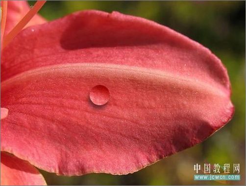 photoshop輕松繪制樹葉上的露珠_網頁設計webjx.com整理