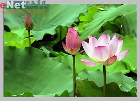 photoshop與ir打造荷花盛開動畫_網頁設計轉載