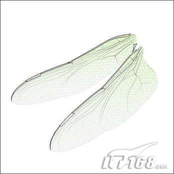 精妙絕倫photoshop手繪蜻蜓翅膀(3)
