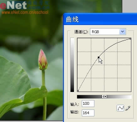 photoshop與ir打造荷花盛開動畫_網頁設計轉載