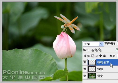 photoshop cs3教程：蜻蜓落荷花動畫