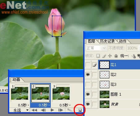 photoshop與ir打造荷花盛開動畫_網頁設計轉載
