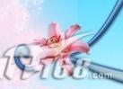 浪漫情懷ps制作特效“花兒”文字_網頁設計webjx.com網絡轉載(4)