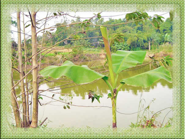 photoshop輕松為風景照制作綠色帷幕邊框_網頁設計webjx.com整理