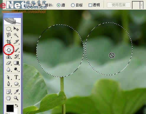 photoshop與ir打造荷花盛開動畫_網頁設計轉載