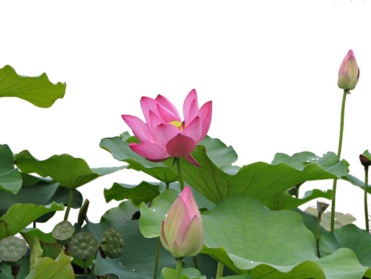 photoshop制作古典韻味的mm簽名特效_網頁設計webjx.com