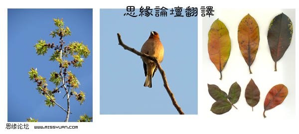photoshop照片合成:樹妖纏身的女孩_webjx.com