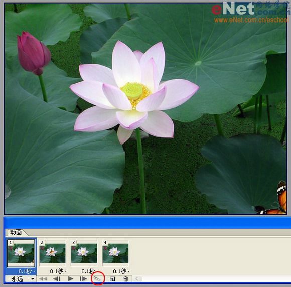 imageready蝶戀花 動畫制作教程_網頁設計webjx.com整理