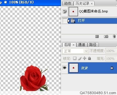 photoshop制作另類的紅玫瑰花動畫_webjx.com