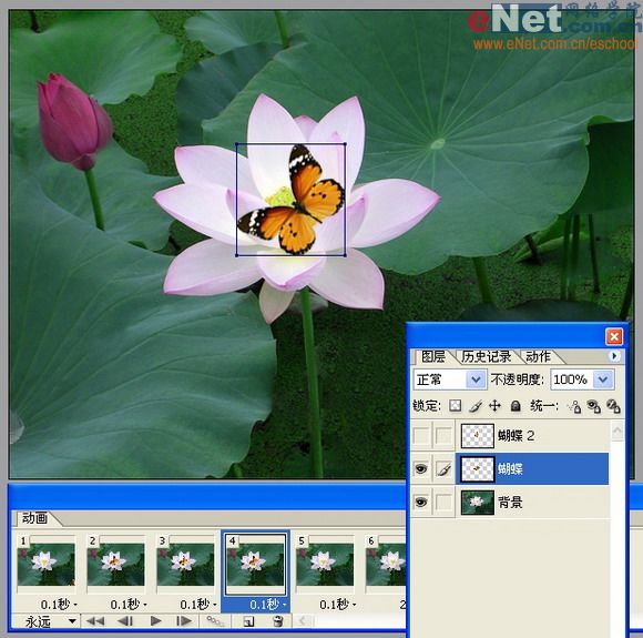 imageready蝶戀花 動畫制作教程_網頁設計webjx.com整理