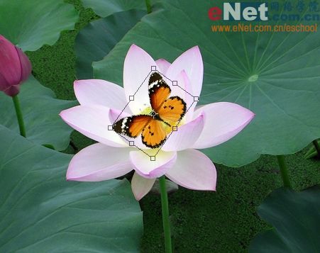 imageready蝶戀花 動畫制作教程_網頁設計webjx.com整理