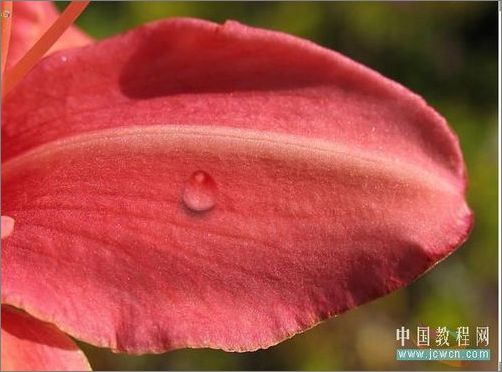 photoshop輕松繪制樹葉上的露珠_網頁設計webjx.com整理