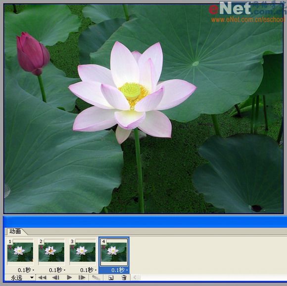 imageready蝶戀花 動畫制作教程_網頁設計webjx.com整理