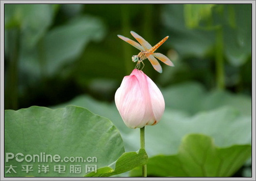 photoshop cs3教程：蜻蜓落荷花動畫