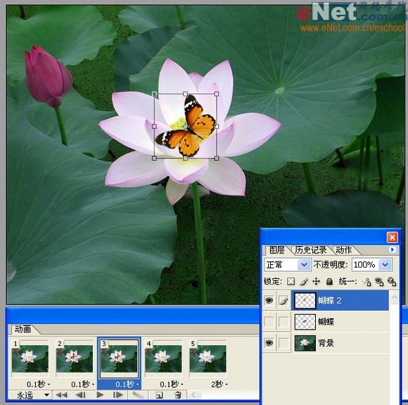 imageready蝶戀花 動畫制作教程_網頁設計webjx.com整理