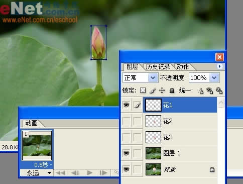 photoshop與ir打造荷花盛開動畫_網頁設計轉載