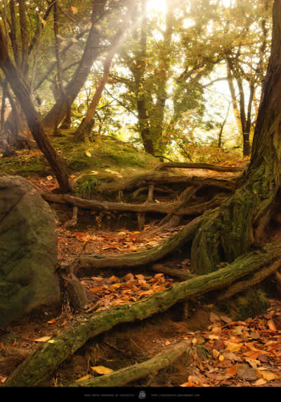 photoshop照片合成:制作奇幻森林場景_網頁設計
