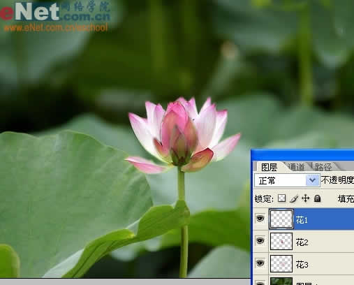 photoshop與ir打造荷花盛開動畫_網頁設計轉載