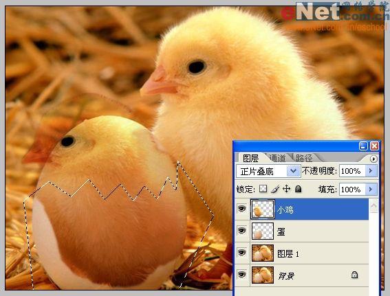 photoshop合成“蛋殼里的小雞”_網頁設計webjx.com轉載(2)