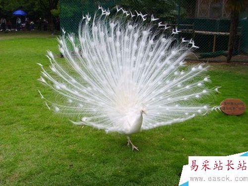 word文檔從任意頁開始設置頁碼
