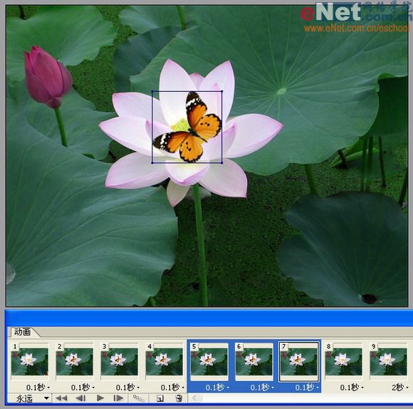 imageready蝶戀花 動畫制作教程_網頁設計webjx.com整理
